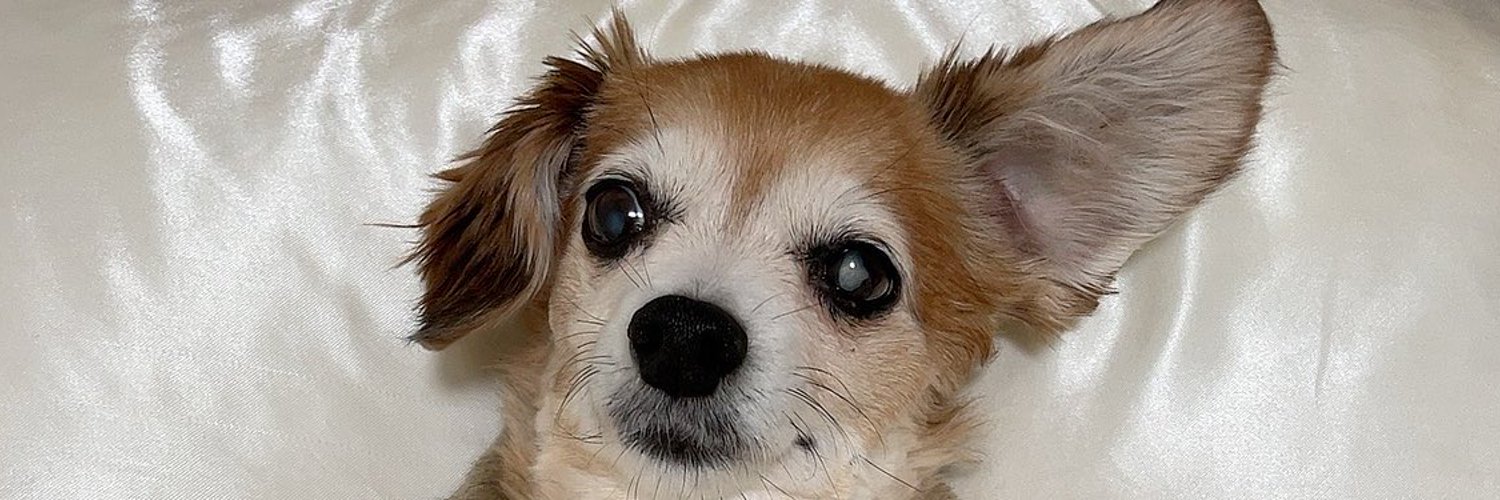 東城プロの愛犬・ベルちゃんの写真